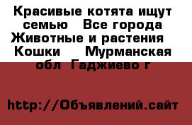 Красивые котята ищут семью - Все города Животные и растения » Кошки   . Мурманская обл.,Гаджиево г.